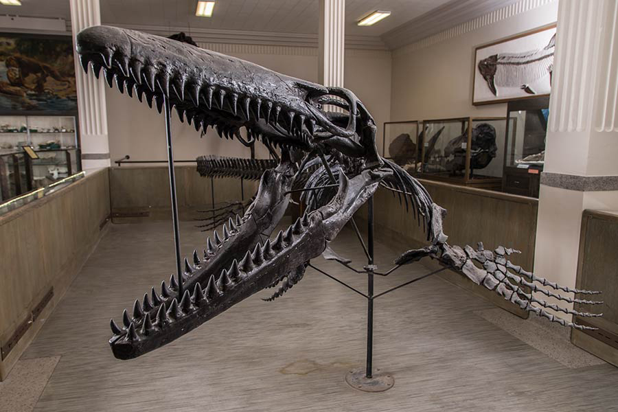 Museum of Geology, South Dakota Mines Implement Annual Admissions Fee for the Public Starting in 2025